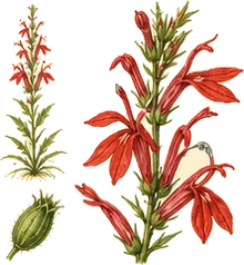 Cardinal Flower