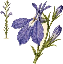 Indian Tobacco