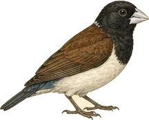 Tricolored Munia