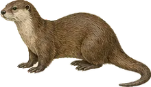 North American River Otter