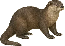 Pacific Coast River Otter