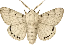 Hickory Tussock Moth
