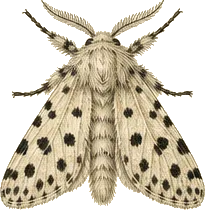 Spotted Tussock Moth