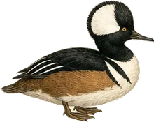 Hooded Merganser