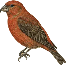 Red Crossbill