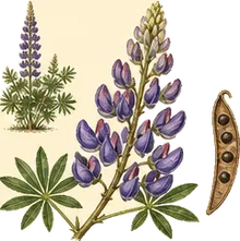 Nootka Lupine