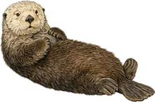 Sea Otter