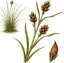 Hairy Woodrush
