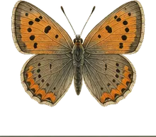 American Copper