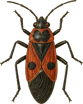 Small Milkweed Bug
