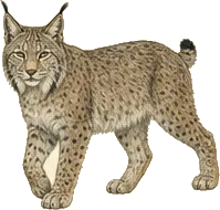 Canada Lynx