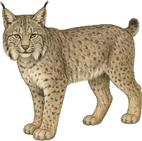 Newfoundland Lynx