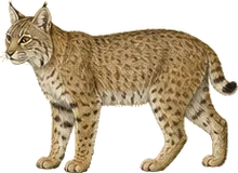 Bobcat