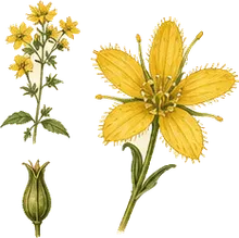 Fringed Loosestrife