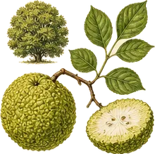 Osage Orange