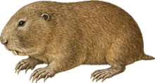 Darien Pocket Gopher
