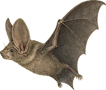 California Leaf-nosed Bat