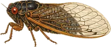 Pharaoh Cicada