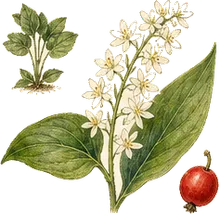 Starry False Solomon's Seal