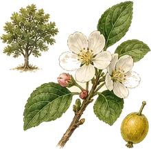 Pacific Crabapple