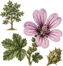 Common Mallow