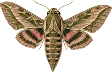 Five-spotted Hawk Moth