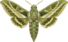 Tobacco Hornworm Moth