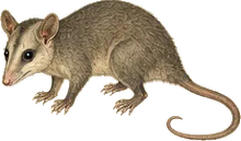 Mexican Mouse Opossum