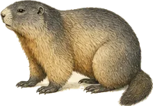 Alaska Marmot