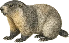 Hoary Marmot
