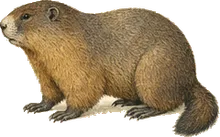 Vancouver Island Marmot