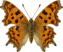 Ruddy Daggerwing