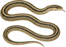 Striped Whipsnake