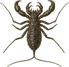 Giant Vinegaroon