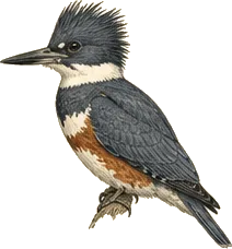 Belted Kingfisher