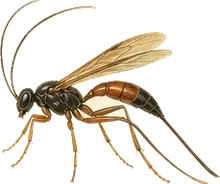 Giant Ichneumon Wasp