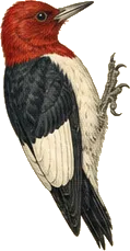 Red-headed Woodpecker