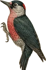 Lewis's Woodpecker