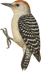 Gila Woodpecker