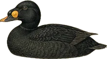 Black Scoter