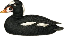 Surf Scoter