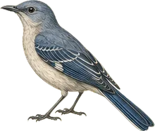 Blue Mockingbird