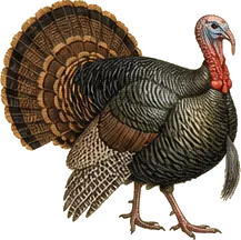 Wild Turkey