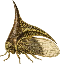 Thorn Treehopper