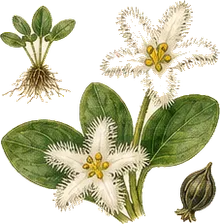 Bogbean