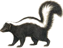 Hooded Skunk