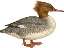 Common Merganser