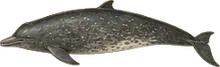 Sowerby's Beaked Whale
