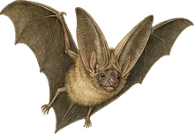 Common Big-eared Bat