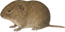 Singing Vole